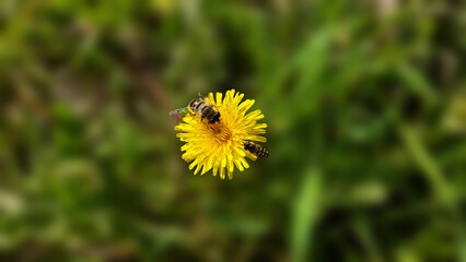 "The arrival of spring and the honeybees and wild bees on the dandelion."