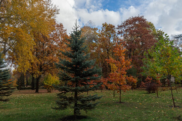 Section of old autumn park with young trees on foreground