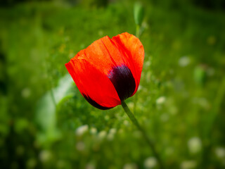 Wild poppy flower against a background of blooming grasses in a meadow.