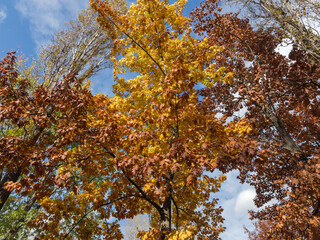 Upper part of high deciduous trees, bottom view against sky