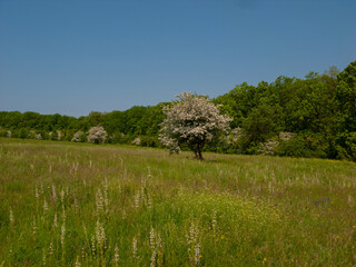 Blooming hawthorn bush in a spring meadow.