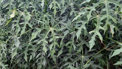 cassava, plant, green, crop, farming, agriculture, field, organized, growth, rural, leaf, food,...