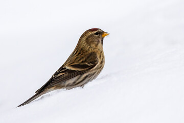 Common redpoll