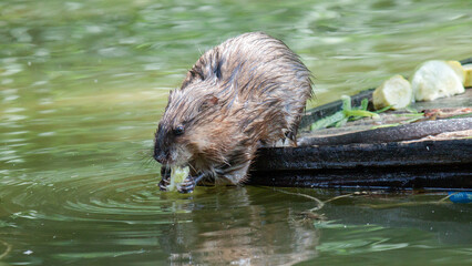 otter in the water