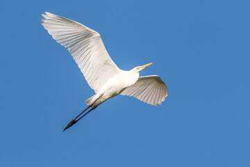 white heron in flight