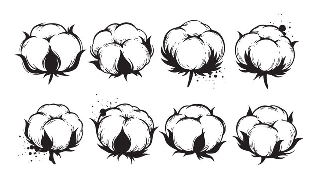 Eight hand-drawn cotton bolls illustrations presented in a charming black and white vintage sketch style with subtle ink splatters.