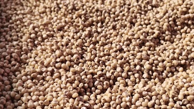  Close-up of dried sorghum grains forming a textured, uniform heap. Ideal for agriculture, food, farm produce, and grain-related themes.
