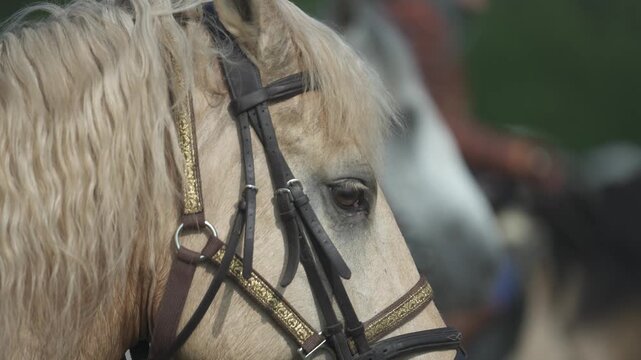 refocusing from one horse's head to another horse's