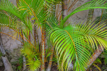 Naklejka premium Palm trees and trunks