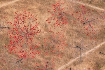 Aerial view of the trees with vibrant red leaves stand out against the backdrop of dry, golden grass, creating a striking contrast, Tahirpur, Sylhet Division, Bangladesh.