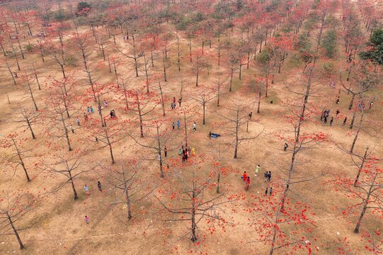 Aerial view of vibrant red flowers blooming amidst bare trees, dotted with people enjoying the scenery, Tahirpur, Sylhet Division, Bangladesh.