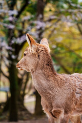 Fototapeta premium Brown fawn deer looking at something in the forest during springtime at Nara Park, Japan
