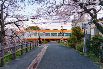 Train passing under cherry blossom during evening at Nara, Japan