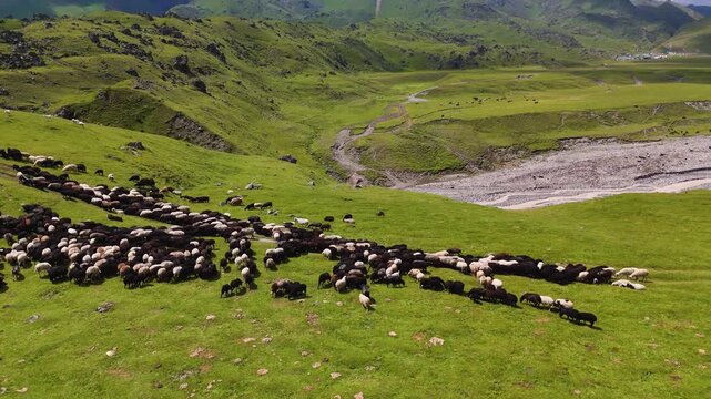 a herd of sheep on a green slope in the mountains, view from a drone