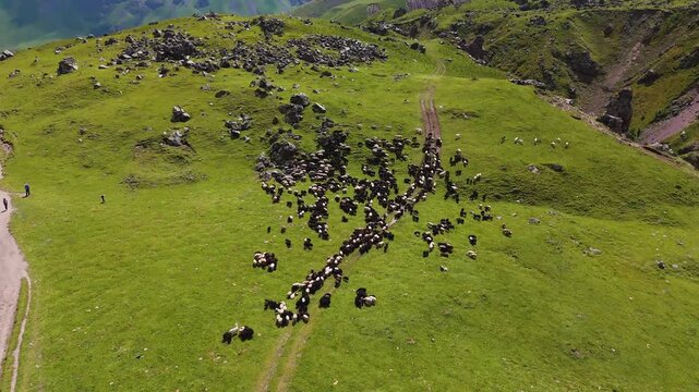 a herd of sheep on a green slope in the mountains, view from a drone