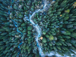 Alpine pine forest with snow covered, winding stream and wooden path in early morning