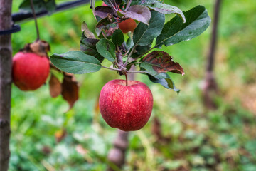 Fresh red apple growing on tree branch in orchard