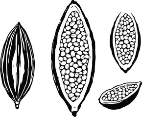 Monochrome Vector Illustration of Cacao Pods in Various Stages Depicted in Minimalist Silhouettes and Cross-Sections to Represent Botanical Structure, Cocoa Bean Formation, and Chocolate Source Imager