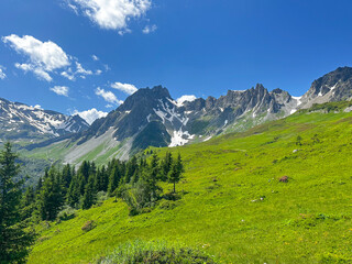 Alpine Meadow among the Trees on a Summer Day in France
