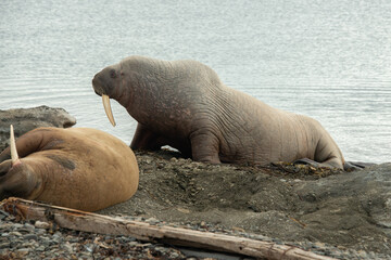 Morse, Odobenus rosmarus, Spitzberg, Svalbard, Norvège