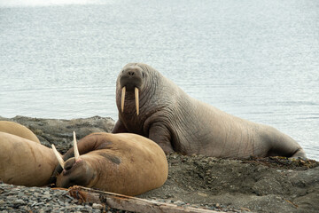 Morse, Odobenus rosmarus, Spitzberg, Svalbard, Norvège