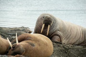 Morse, Odobenus rosmarus, Spitzberg, Svalbard, Norvège