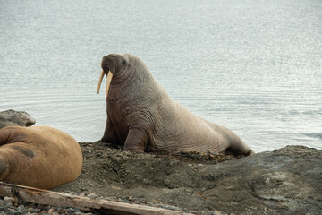 Morse, Odobenus rosmarus, Spitzberg, Svalbard, Norvège