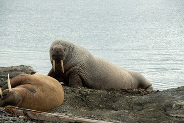 Morse, Odobenus rosmarus, Spitzberg, Svalbard, Norvège