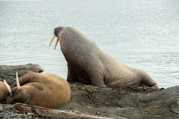 Morse, Odobenus rosmarus, Spitzberg, Svalbard, Norvège