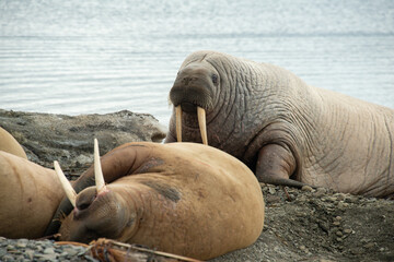 Morse, Odobenus rosmarus, Spitzberg, Svalbard, Norvège