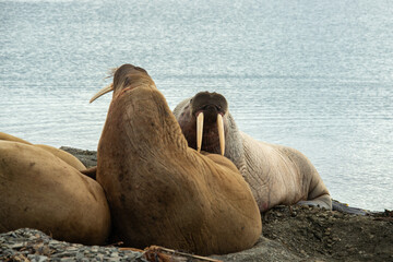 Morse, Odobenus rosmarus, Spitzberg, Svalbard, Norvège
