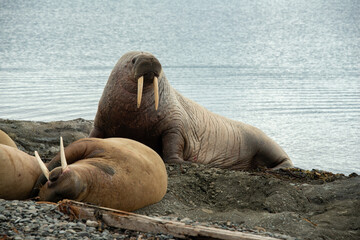 Morse, Odobenus rosmarus, Spitzberg, Svalbard, Norvège