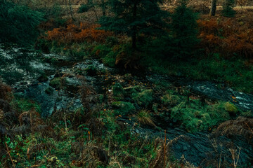 Obraz premium forest in autumn