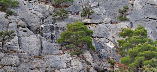 Russia, Republic of Crimea. View of trees and shrubs growing on very steep and smooth cliffs on the Black Sea coast near the town of Sudak.