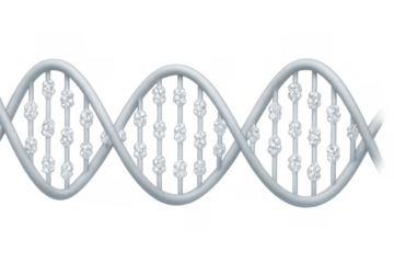 Dna double helix structure illustration showcasing human genomics and genetic engineering on transparent background