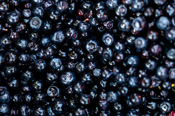 Wild blueberry. Freshly picked organic blueberries