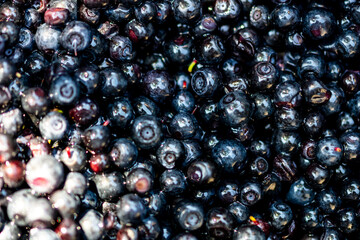 Wild blueberry. Freshly picked organic blueberries