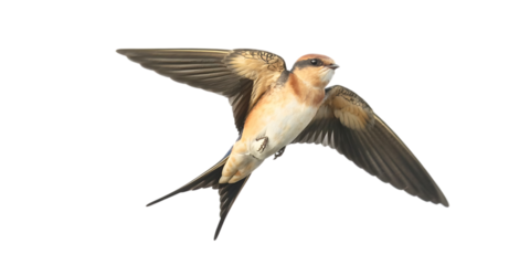 A swift bird in flight with wings spread wide isolated on white background