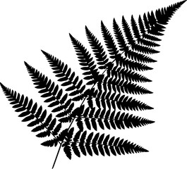 Detailed silhouette of a fern frond with intricate leaf patterns against a white background design element