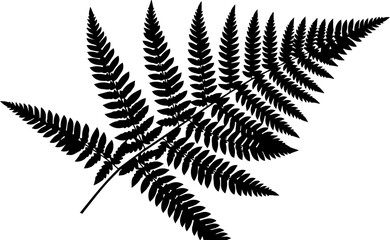 Silhouette of a fern frond with detailed leaflets creating a natural botanical illustration style image © Vectors Studio