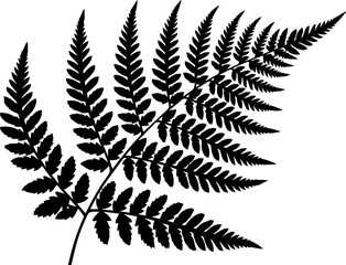 Detailed silhouette of a fern frond with intricate leaf patterns against a white background design art © Vectors Studio