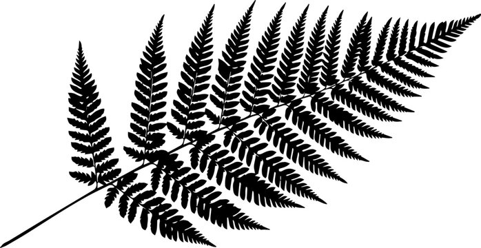 Black silhouette of a fern frond with detailed leaflets against a white background botanical illustration