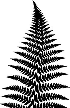 Detailed silhouette of a fern frond with pinnate leaves arranged in a triangular pattern design element