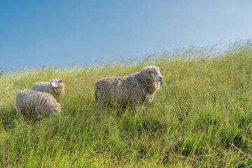 Sheep on the coast of Zeeland