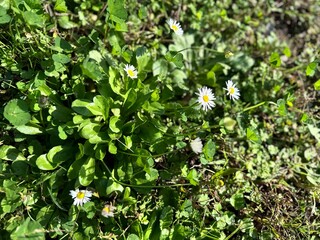 Close-up of Bellis perennis blooming in winter, displaying white petals and yellow centers amidst green foliage. A daisy with delicate petals that blooms, showcasing the beauty of common daisies.