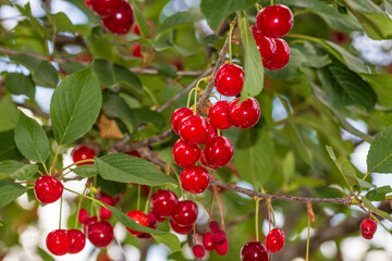 Red and sweet cherry berries