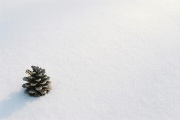 Winter flatlay with pine cone on clean snow texture