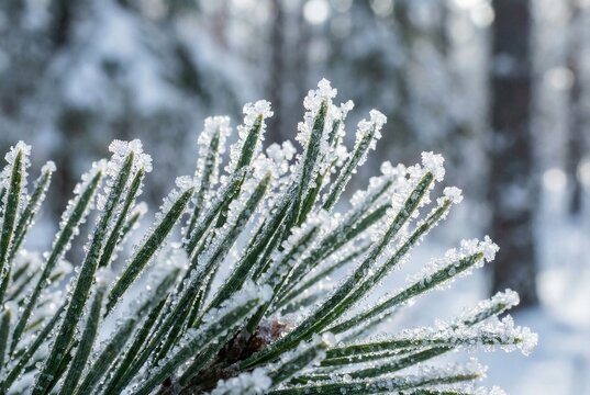 Macro of icy pine needles with clean winter detail - Powered by Adobe