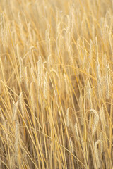 Texture Background of Ripe Barley or Rye Crops, Agricultural Pattern.