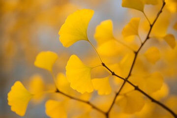 Golden ginkgo leaves on delicate branch